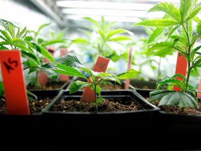 Clones of cannabis sit in small black plastic pots.