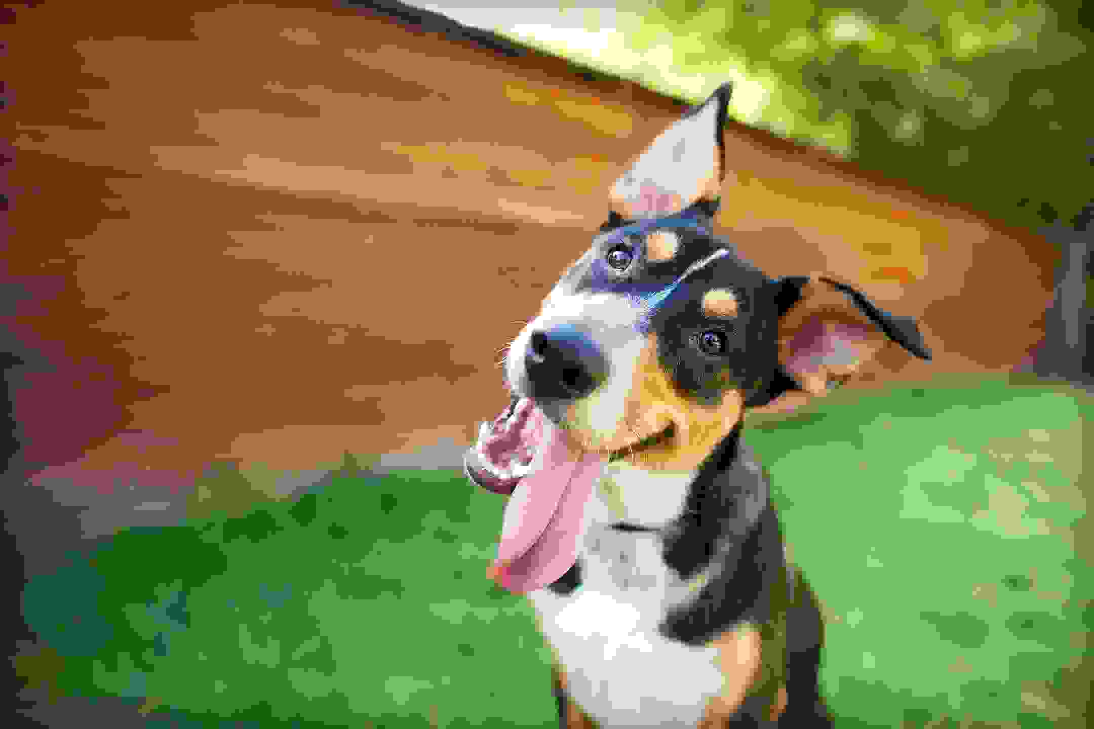 Orange County Humane Society