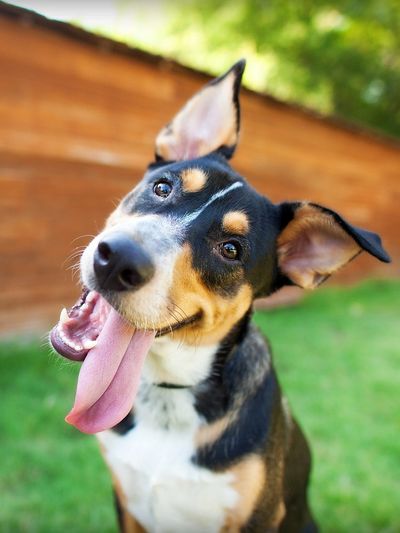 Happy dog with tongue out tilting its head outdoors.