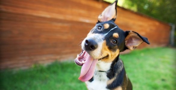 Galen Myotherapy / Canine Massage West Sussex 