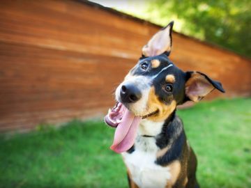 Dog sitting in the grass, head tilted to the side, and tongue hanging out looking quizzical