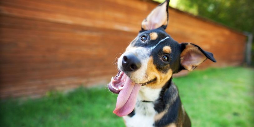 Happy dog with tongue out tilting its head in a backyard.