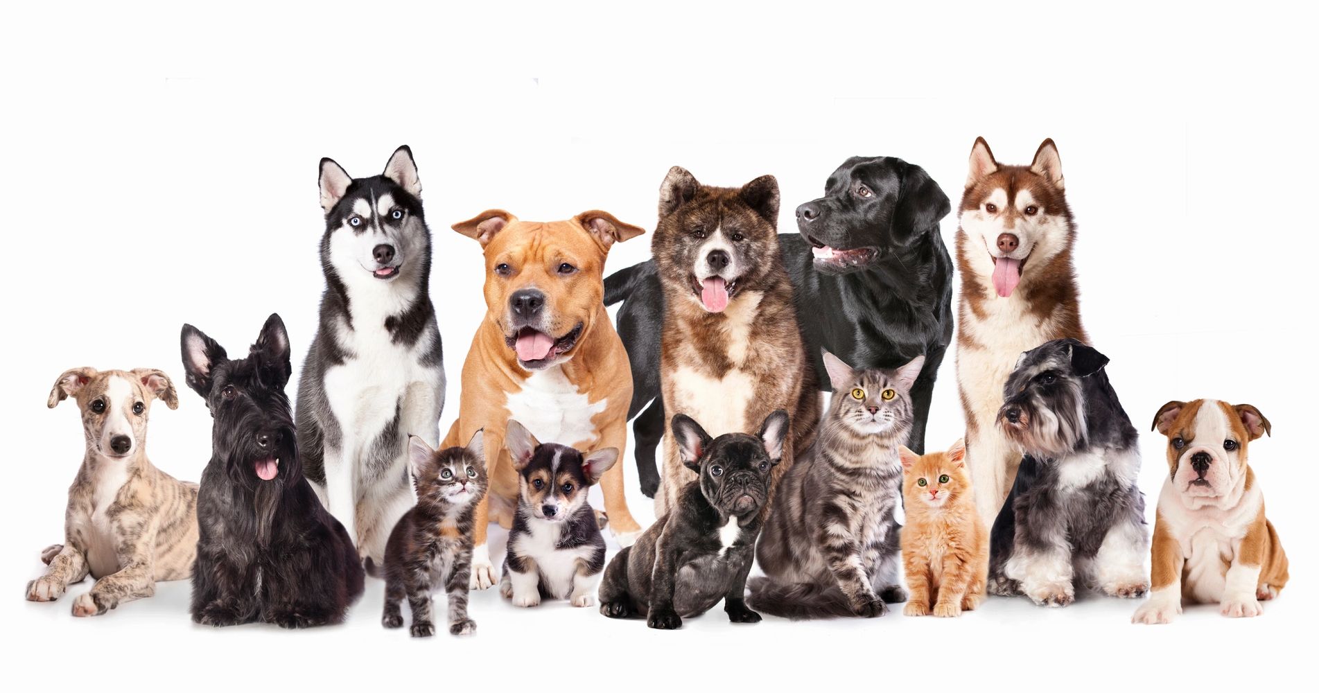 Gourmet, Dog Food, Gourmet Food, Dog Treats, Pet Store, Pets, Dog, Cat, Whitinville, pet food, vet