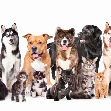 dogs and cats of various breeds 