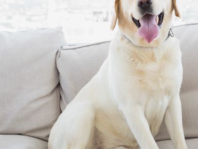 A dog sitting on a couch