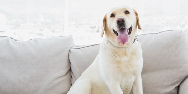 Happy Labrador Retriever sitting on a light gray couch indoors.