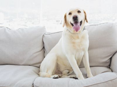 Dog on Couch Pet Friendly Apartment