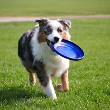 Australian shepherd dog playing with blue frisbee