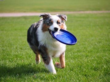 dog holding a Frisbee at dog park