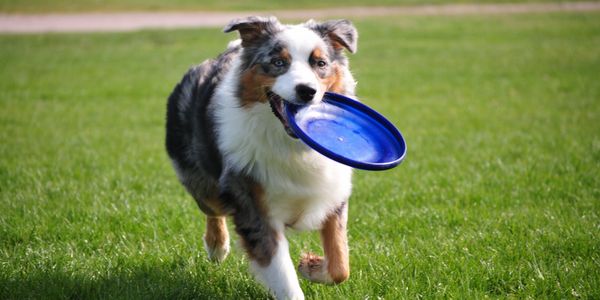 Happy dog with a toy.