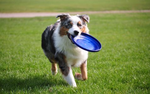 Sport massage is beneficial for dogs doing a lot of exercise. Just like any other athlete, we have to look after their body. Agility, Flybal, Canicross, GRC, Weightpull, Sheep Herding, Bitework, Advanced obedience etc.