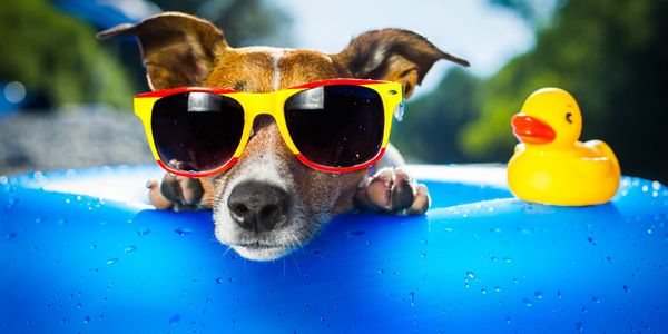 Dog wearing sunglasses in an inflatable pool next to a yellow plastic duck