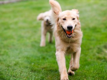 Dogs running in a field with a ball in their mouth