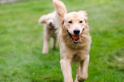 Golden retriever running happily with a ball in its mouth on grass.