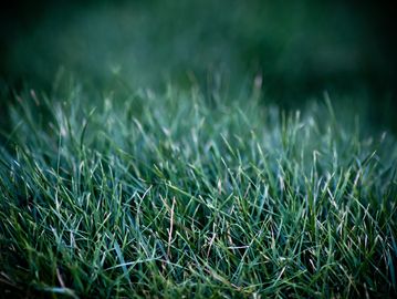 calgary lawn care mowing
airdrie lawn care mowing