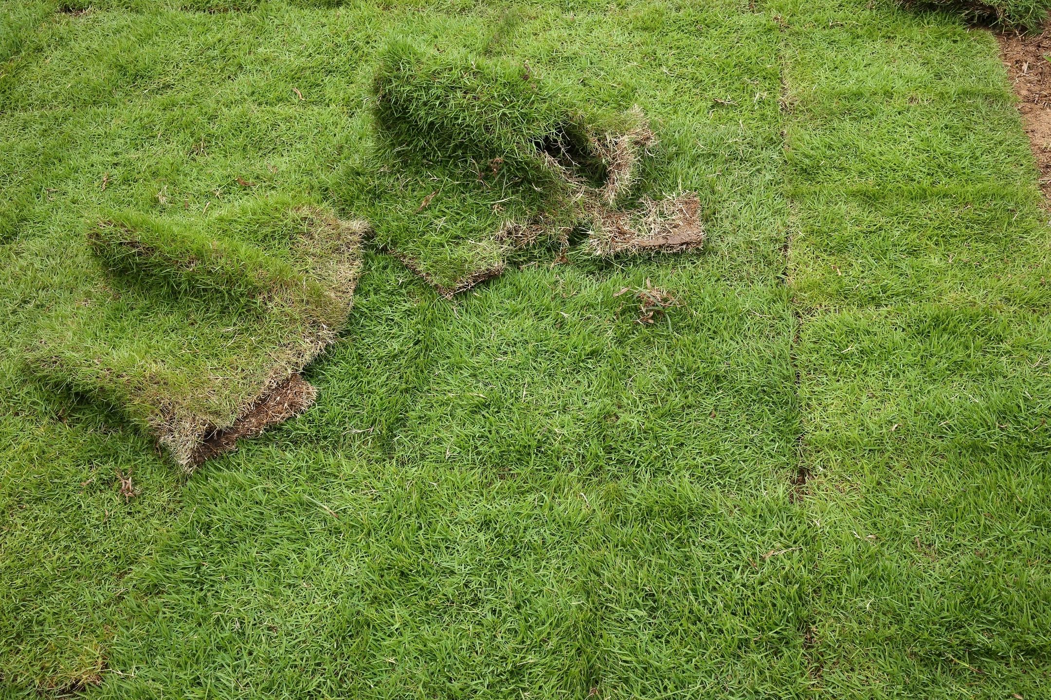 Sod installation service Florida lawn experts