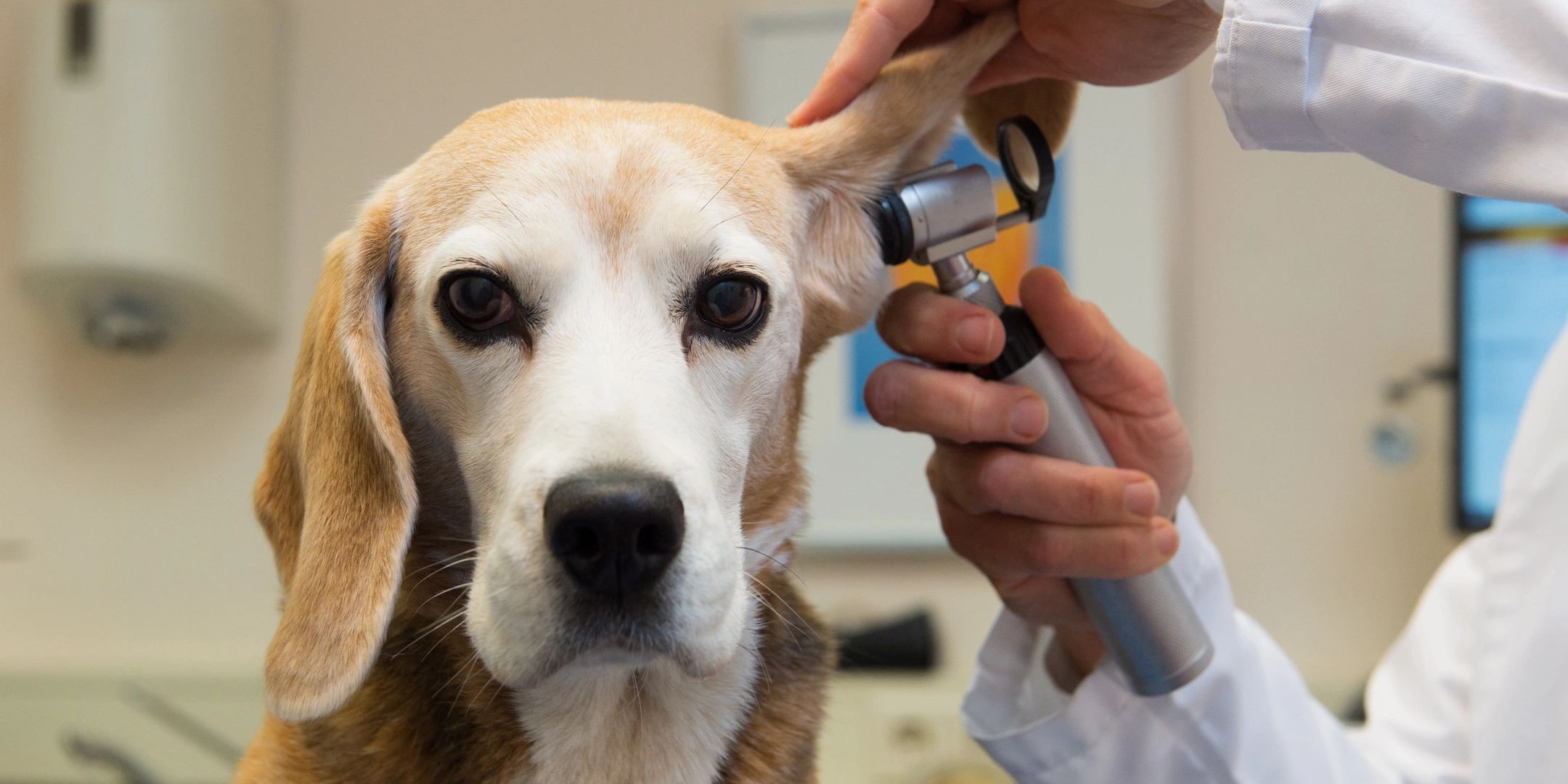 Thorough physical examination of a healthy-looking dog using otoscope in clean hospital enviroment