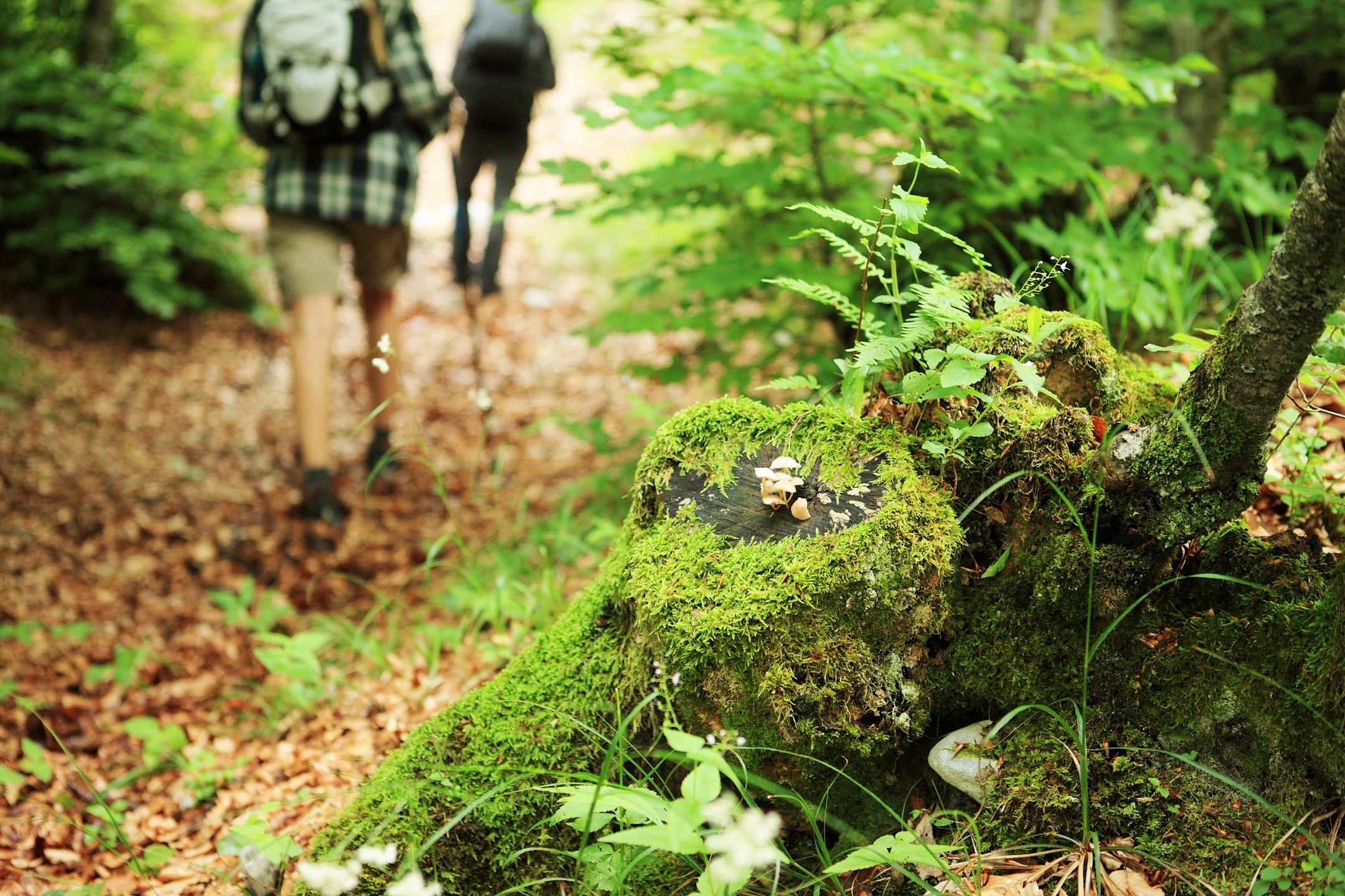 two people hiking on forested path