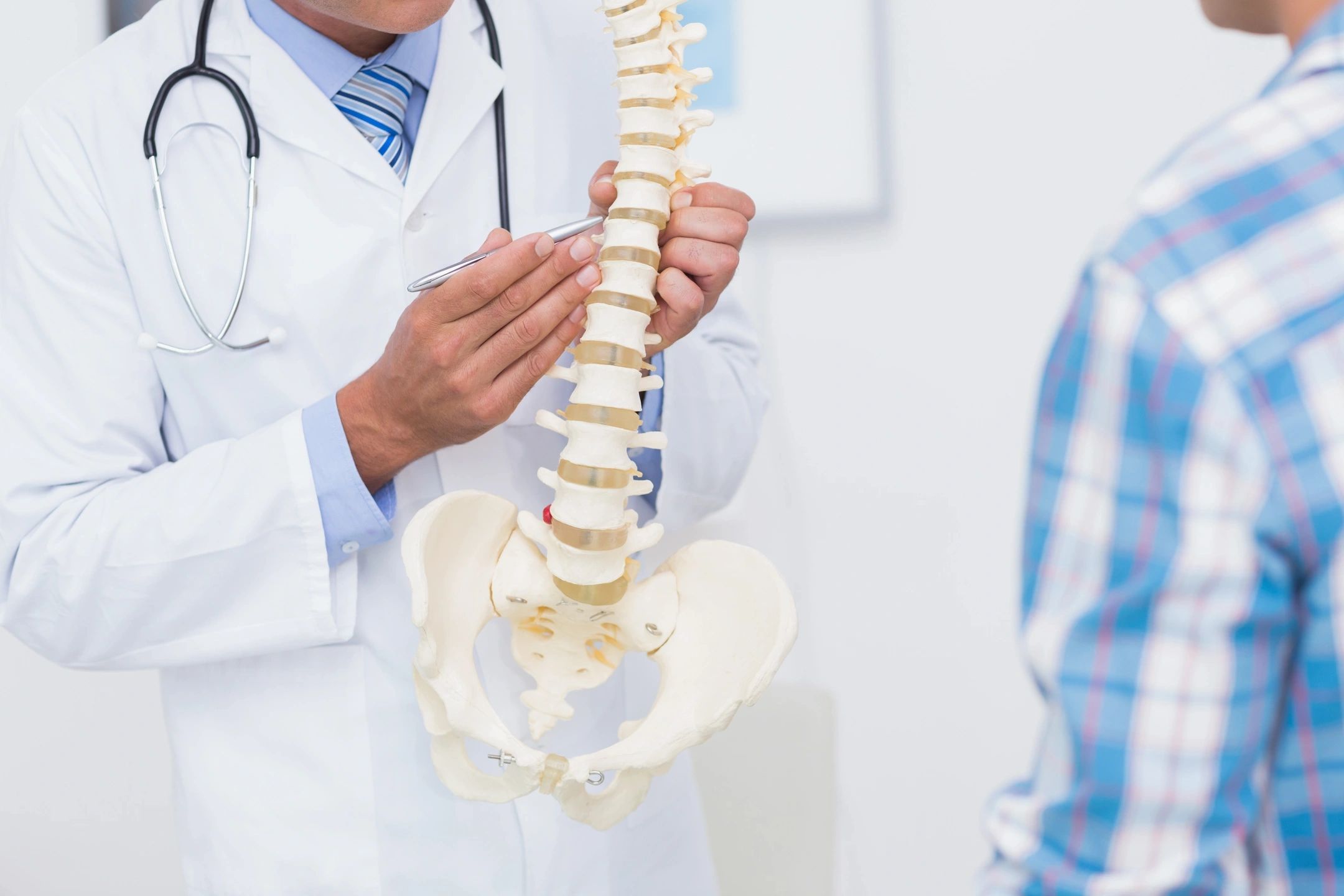 Chiropractor holding spine model