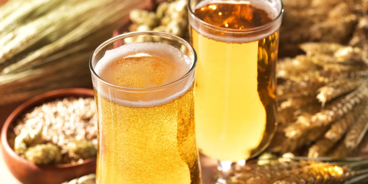 Two glasses of golden beer surrounded by barley and hops.