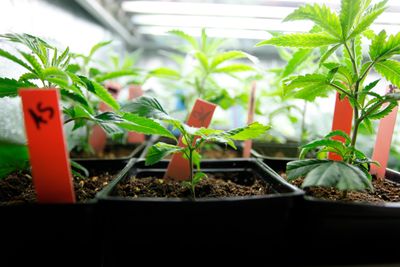 Explore practice areas of Joseph Bondy, a criminal defense and cannabis lawyer in NYC.