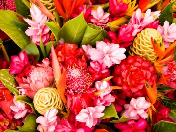 Colorful tropical flowers with green leaves.