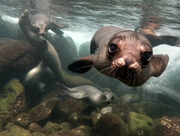 A group of sea lions swimming underwater near rocks.