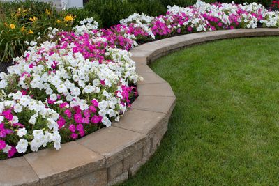 A well-manicured lawn with a curved flower bed edge made of stone bricks, filled with blooming white