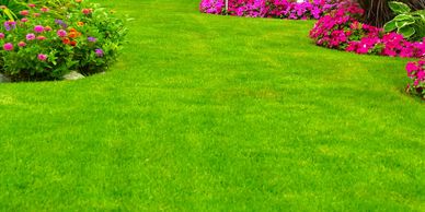 flower and shrubs growing in a front yard. green lush lawn