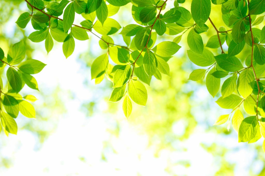 Bright green leaves with sunlight background.