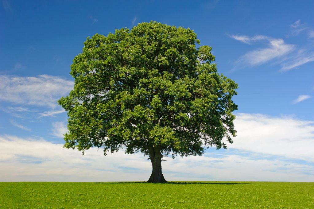 A large green tree in a grassy field under a blue sky.
