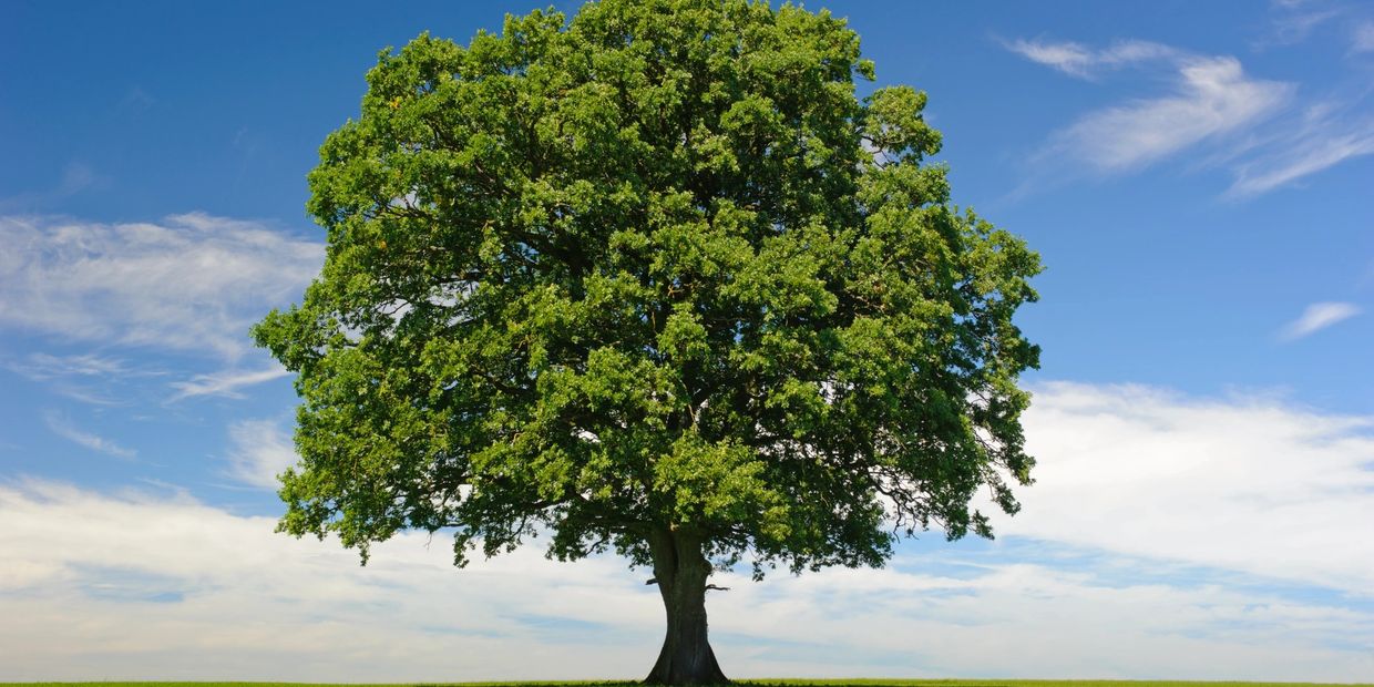 Tree trimming and tree removal service 