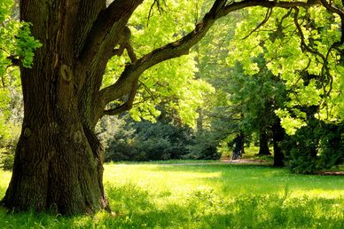 Large shady tree in a field next to a forest