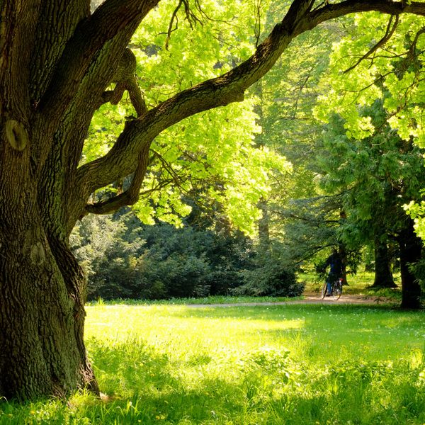 A large tree with bright green leaves in a sunlit park.