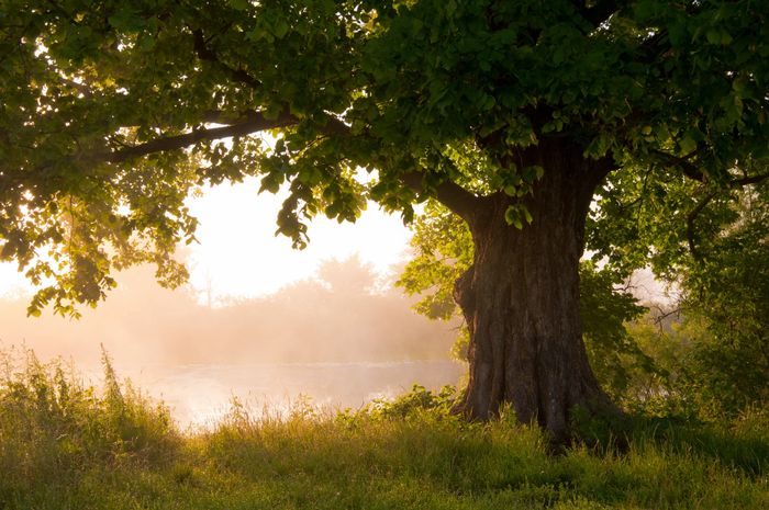 Image of a mature oak tree next to a lake. The sun is shining.