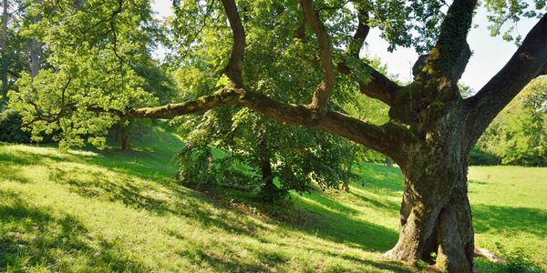 large tree on hillside