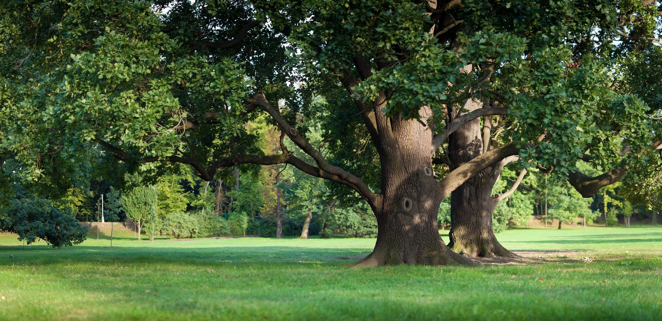 Let Larned Tree Service in Billings, MT help raise up some low limbs or deadwood your favorite tree.