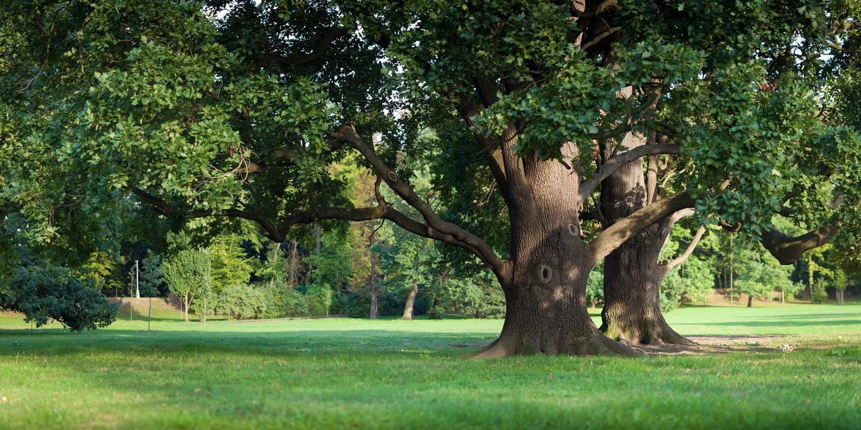 Tree trimming, tree service 