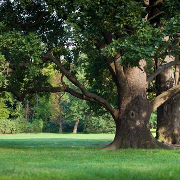 beautiful tree scenery