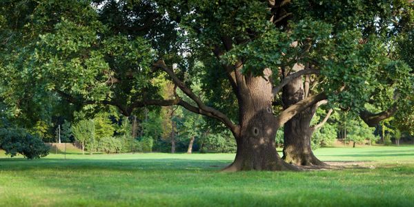 Tree care