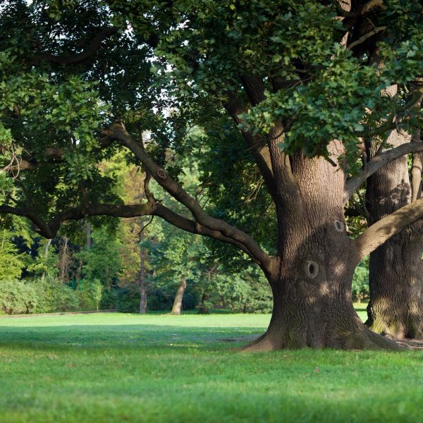 Large oak tree in a grassy park.