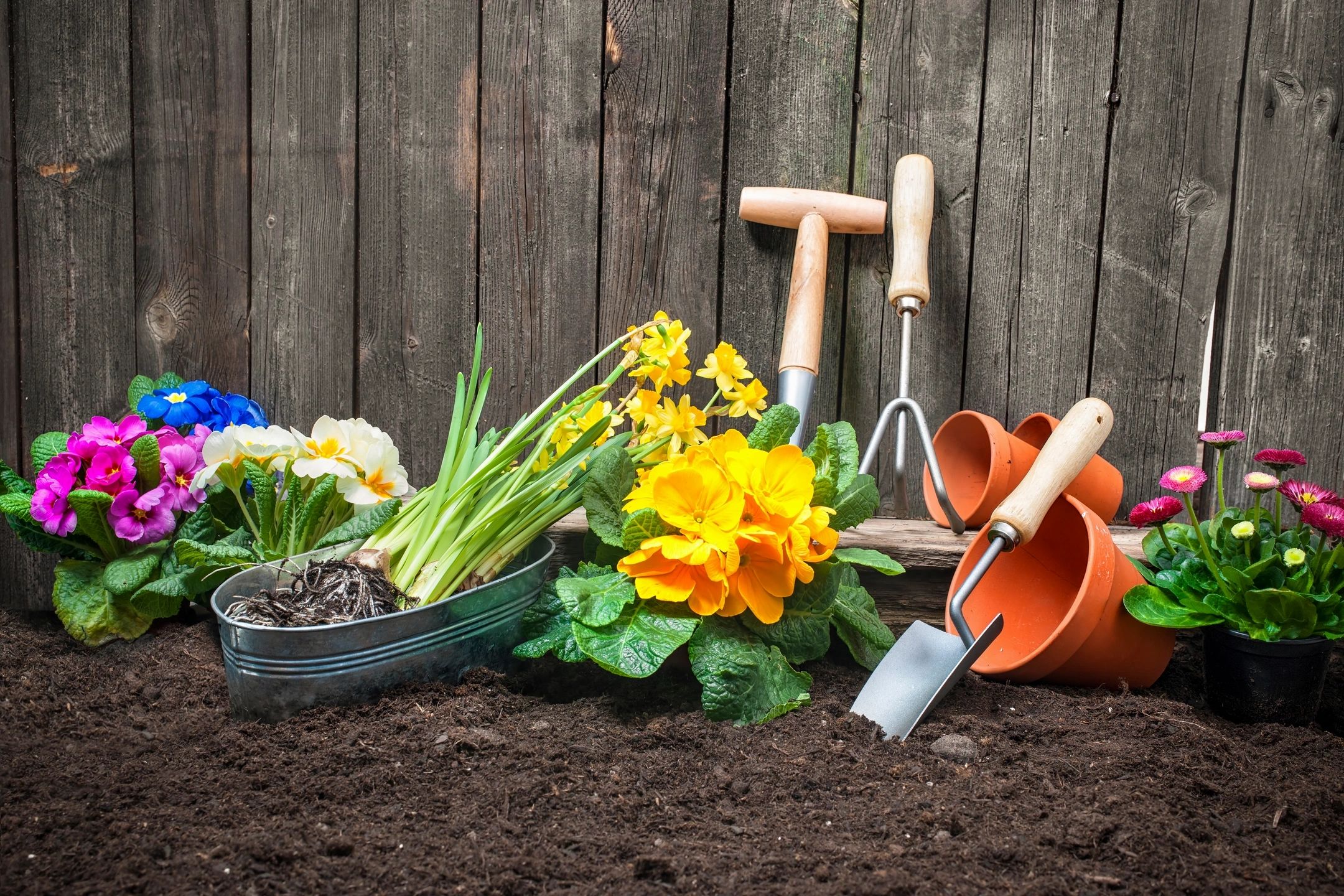 Spring flowers, garden produce, flower pots, and gardening tools sit in a gardening bed.