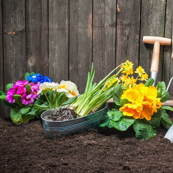 Colorful flowers and gardening tools arranged on fresh soil in front of a wooden fence.