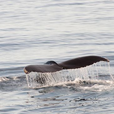 Relax, recharge and be amazed by all the incredible creatures on the West Coast. 
