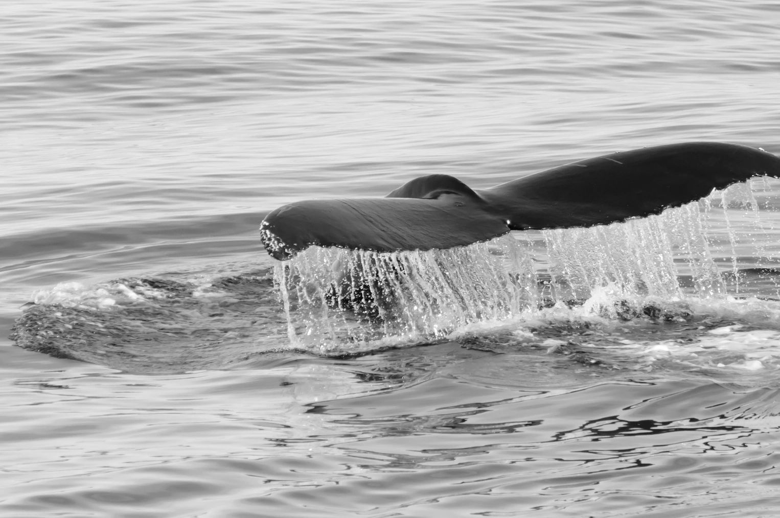 Whale tail lifting out of the calm ocean water with droplets falling.