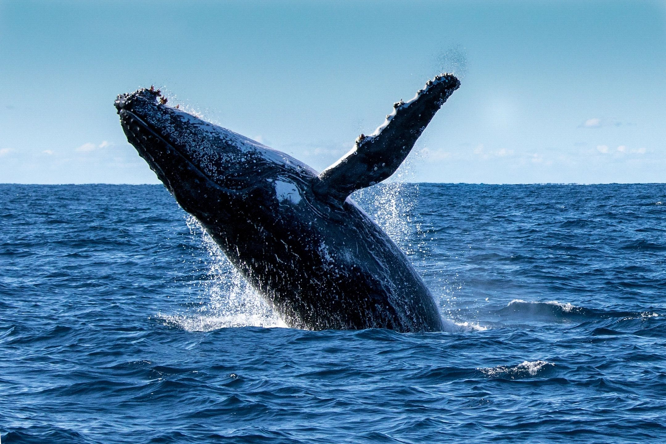 Ballena Jorobada Colombia