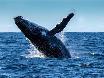 A humpback whale breaching the ocean surface with splashing water.