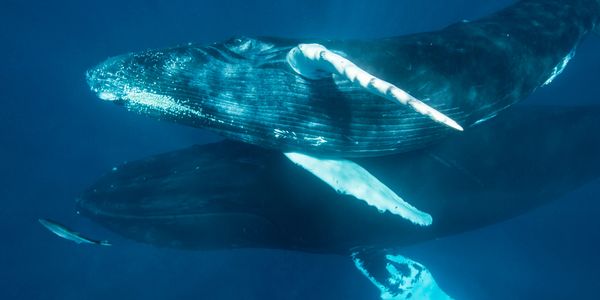 Two majestic humpback whales swimming closely underwater.