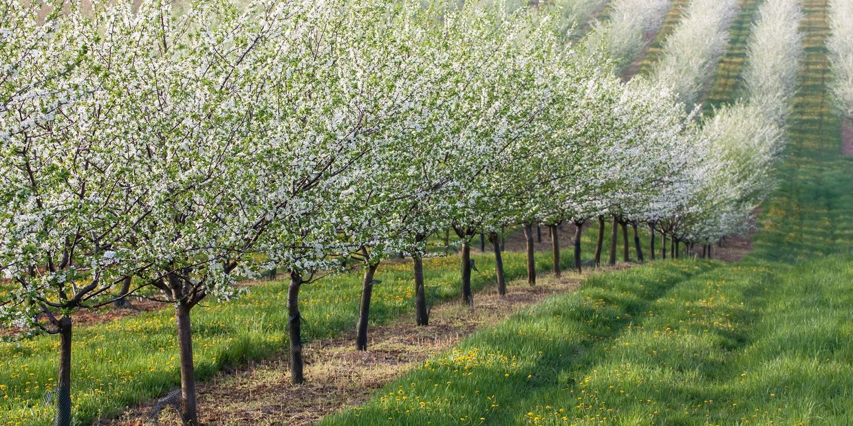 Orchard tree rows