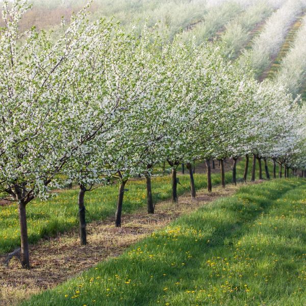 Rows of blossoming trees in a green orchard under soft sunlight.